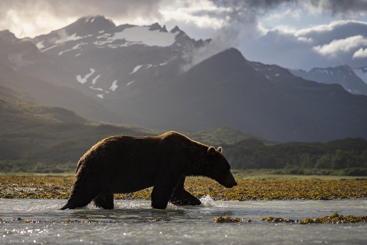 Patrick Barron 🐻〽️ tweet media