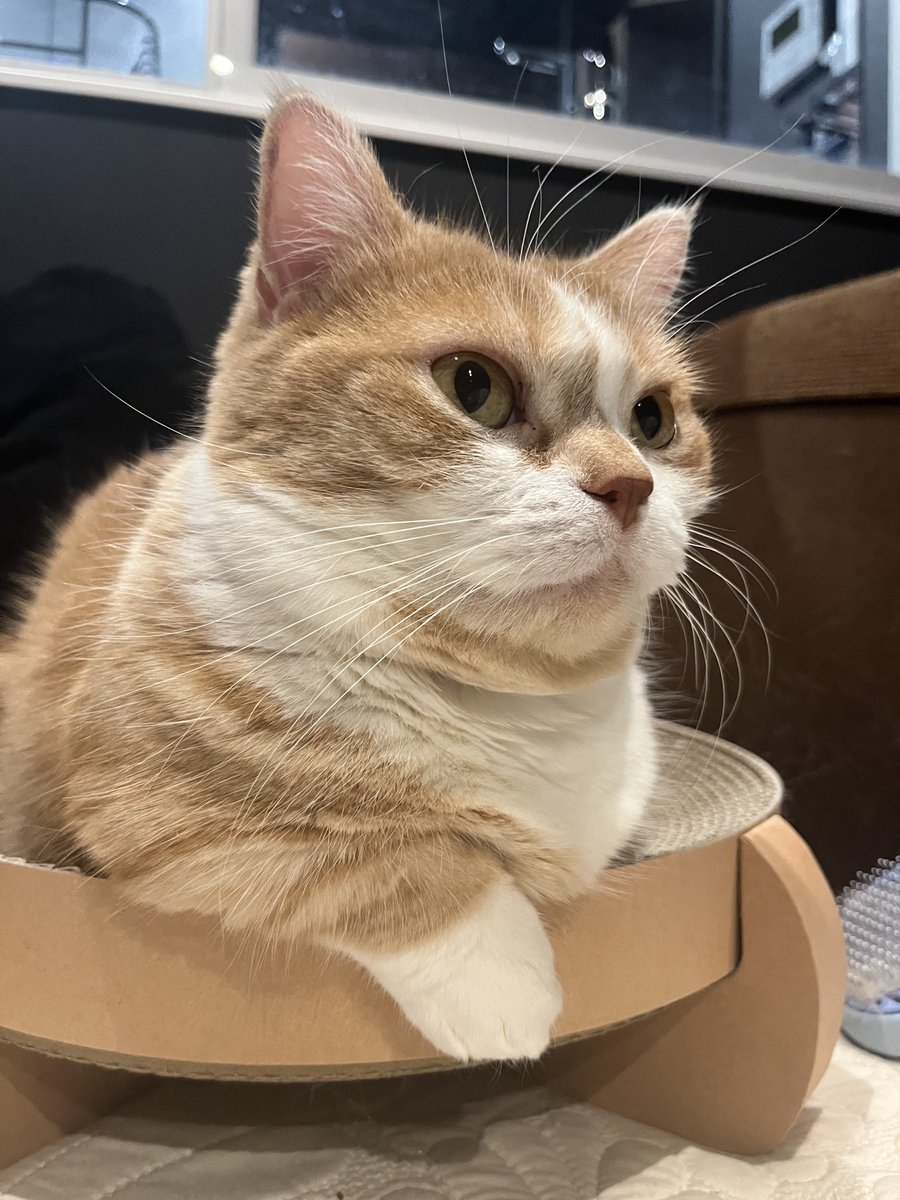 虎太郎(4歳) (@kotaro_0315) / Posts / X