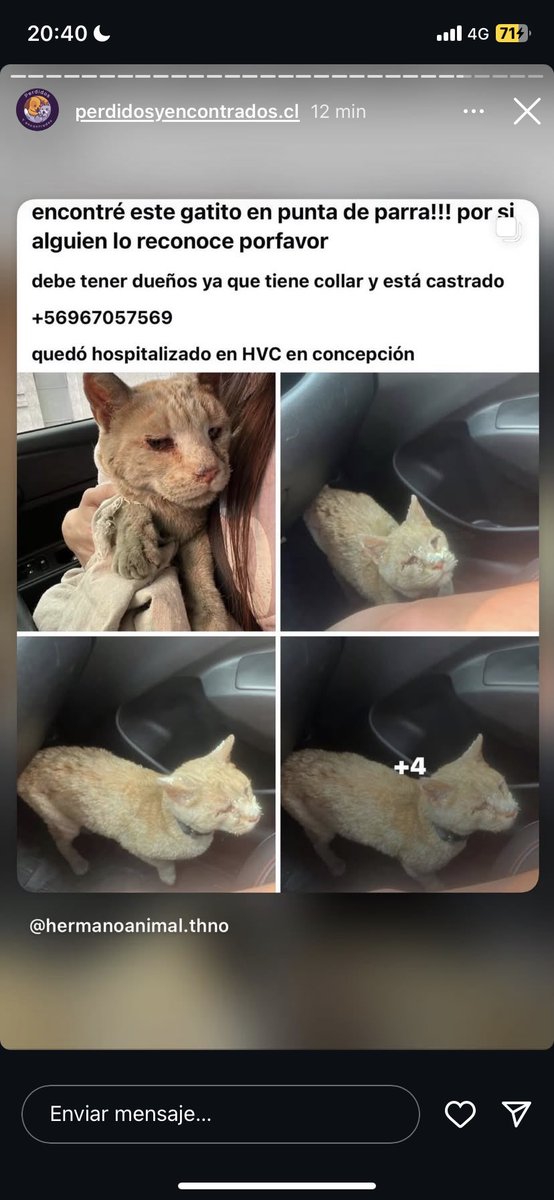 Pola Kuscevic Belletti tweet media
