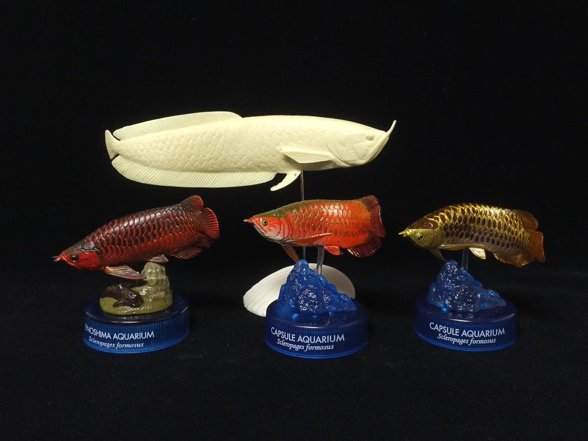 アクアランド　海洋堂　メガネモチノウオ