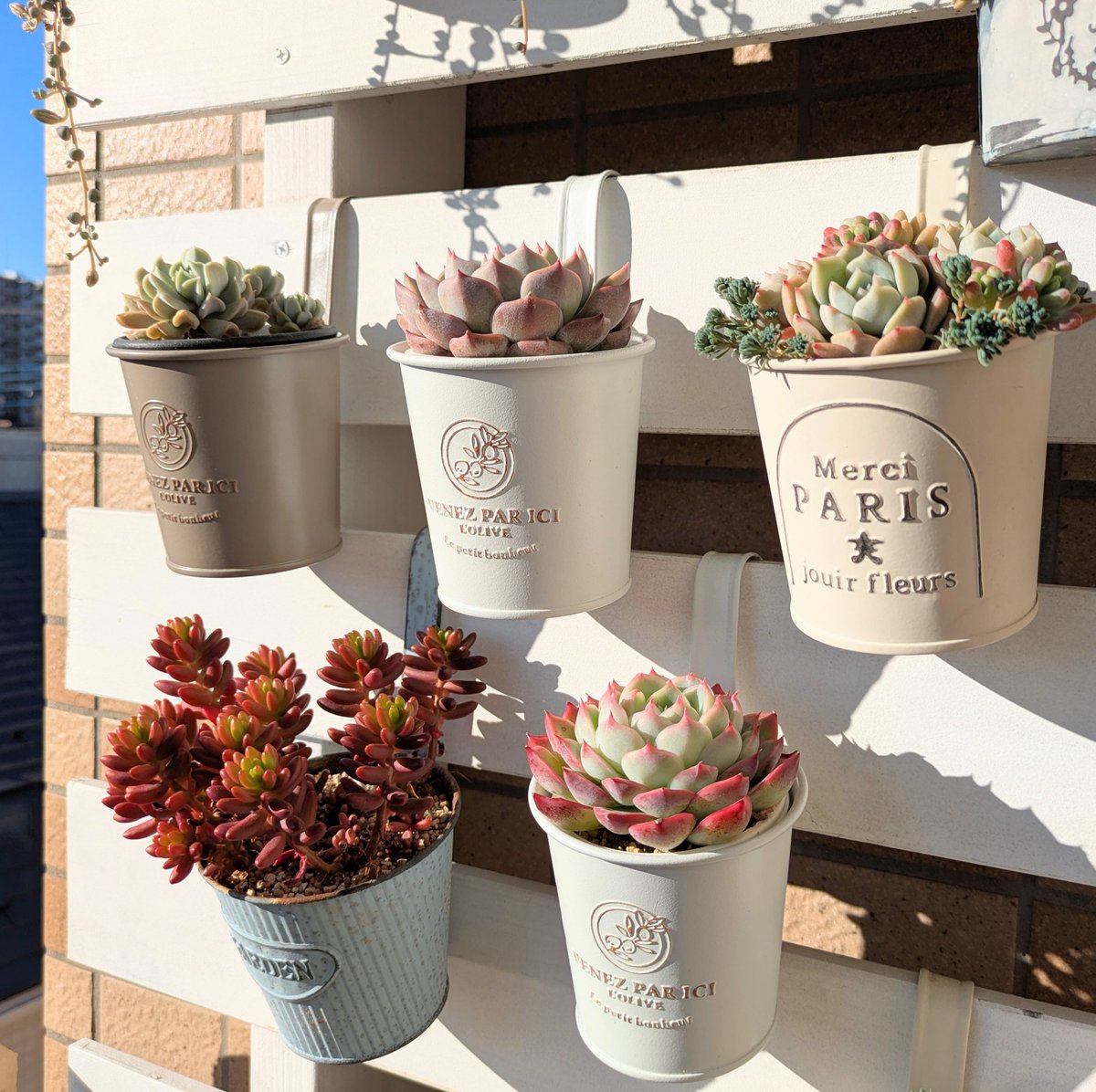 ベランダガーデニング