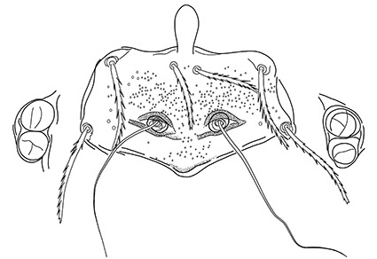 Zootaxa's tweet photo. Description of seven new chigger #mite species of the genus #Hyracarus Lawrence, 1949 (#Acariformes: #Trombiculidae: #Leeuwenhoekiinae) from the Western Cape Province, #SouthAfrica
#taxonomy
#newspecies
https://t.co/F1iTgJ101g https://t.co/8tLU08WkIr