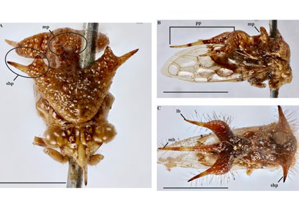 Zootaxa's tweet photo. A remarkable #newspecies of #Eucyphonia Sakakibara, 1968 (#Hemiptera: #Membracidae): the hidden beauty of entomological collections
#taxonomy
https://t.co/FwHs2YrNsu https://t.co/EypZ2mPK1y