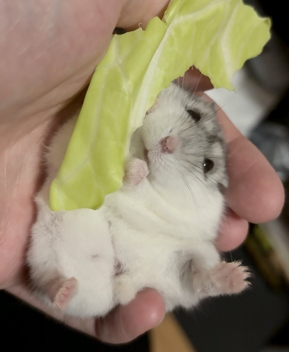 ハムスターの画像貼り付け場 Community on X - 7.0K Members