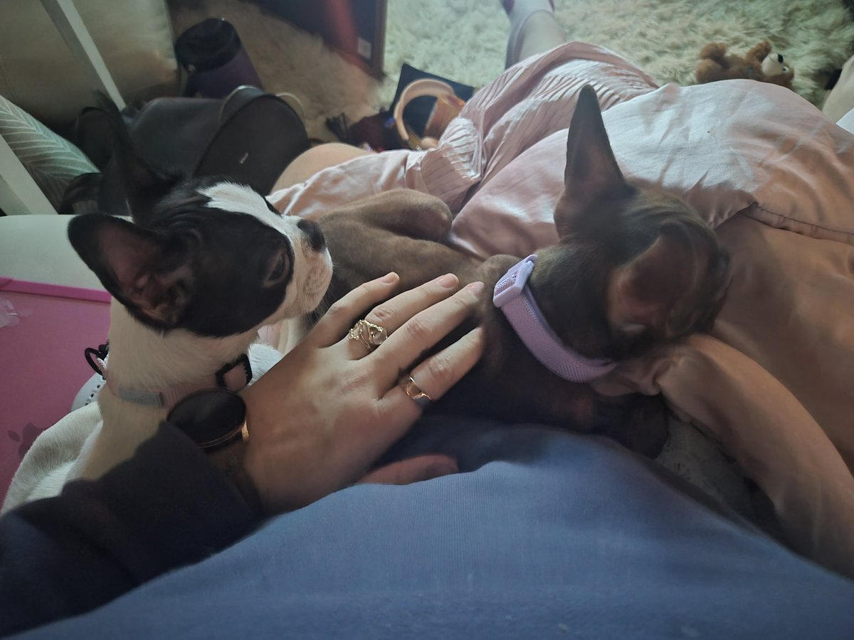 MouseMath's tweet image. Say hello to my new puppy — Priscilla a.k.a. Priss