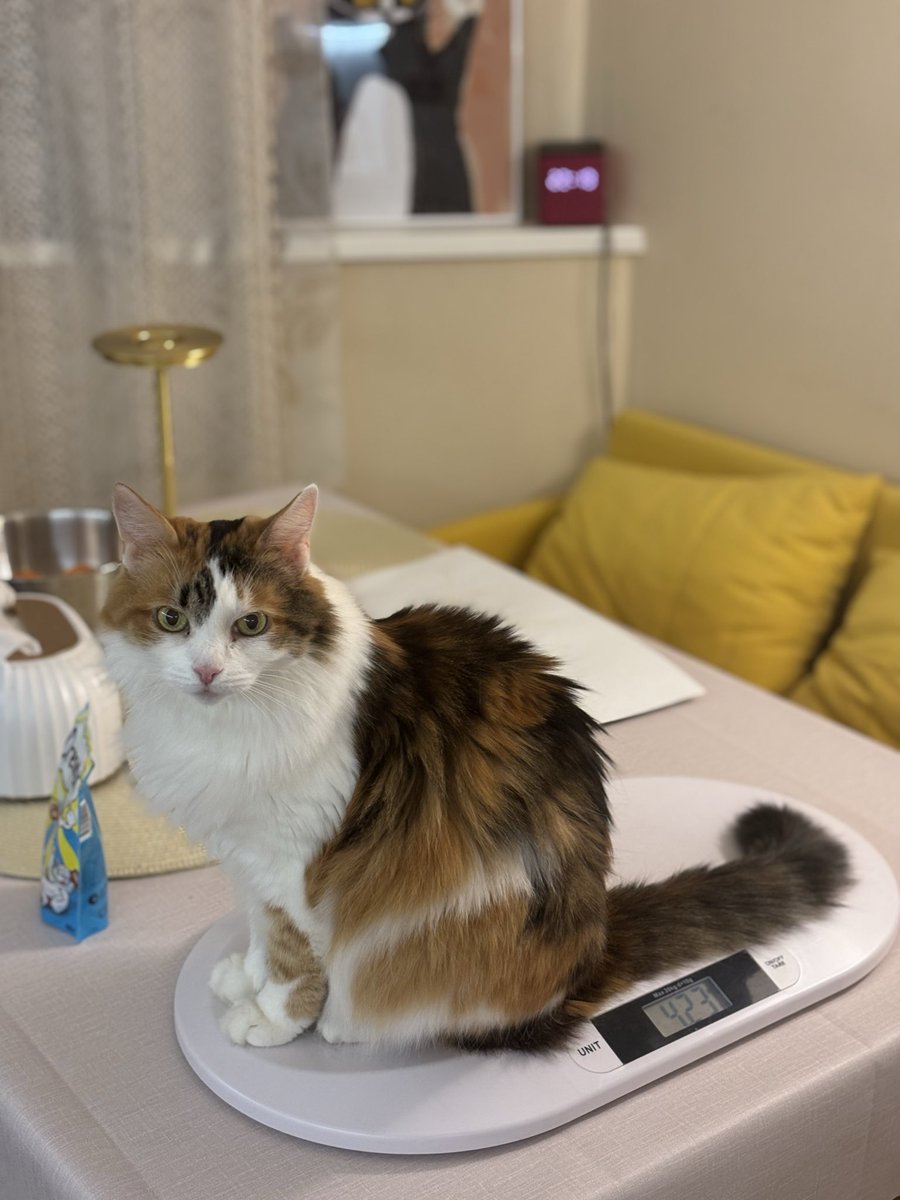 КАТЕЧКА 🪴 АЛОЭÖ tweet media