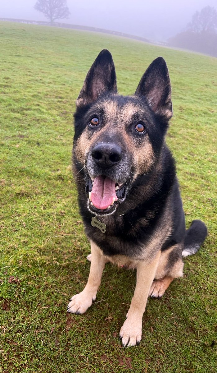 Retired Police Dog Quest tweet media