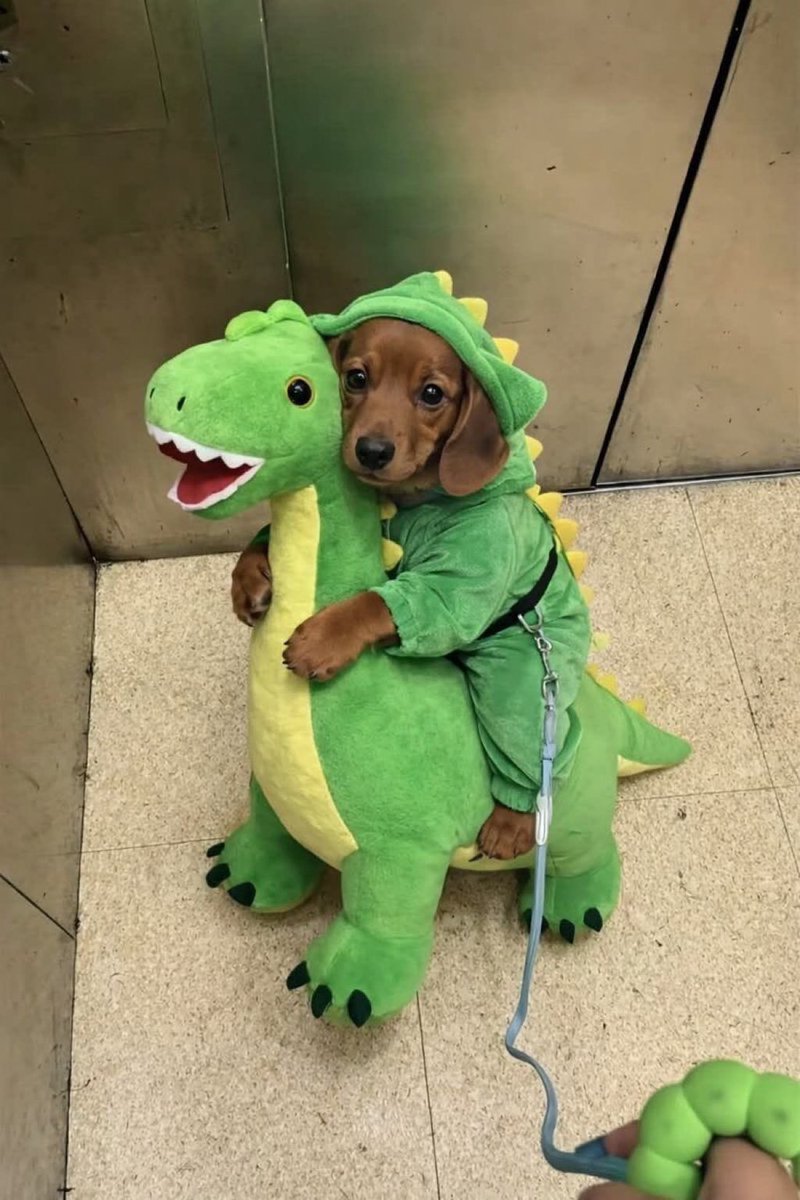 everythingdogss's tweet image. 