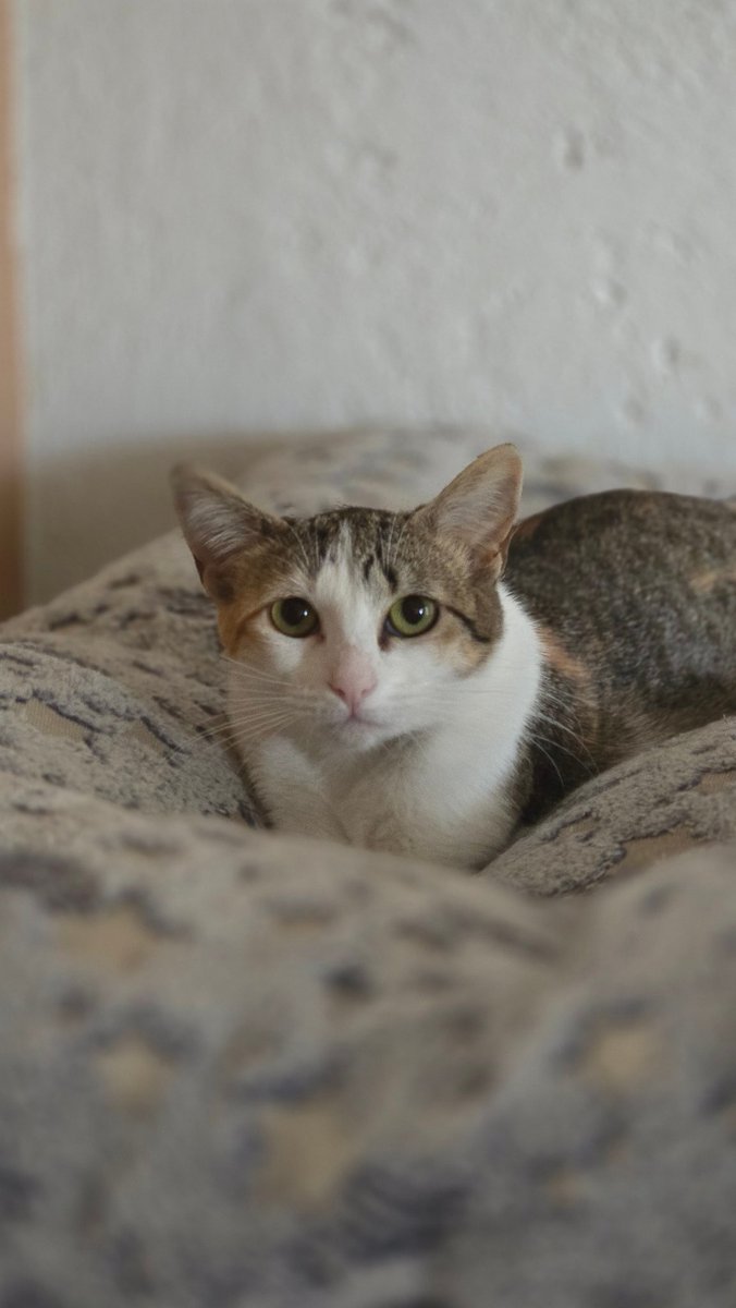 arca_satoshi's tweet image. Hay michies que son tan sensibles que existen solo para recordarnos lo frágiles que somos ante la inmensidad de la dureza de la vida. Una de esas michies es Eloisa. Por más que hemos hecho, sus ojitos de tristeza nunca se van a quitar, es la huella de su pasado.  😪

Tenemos