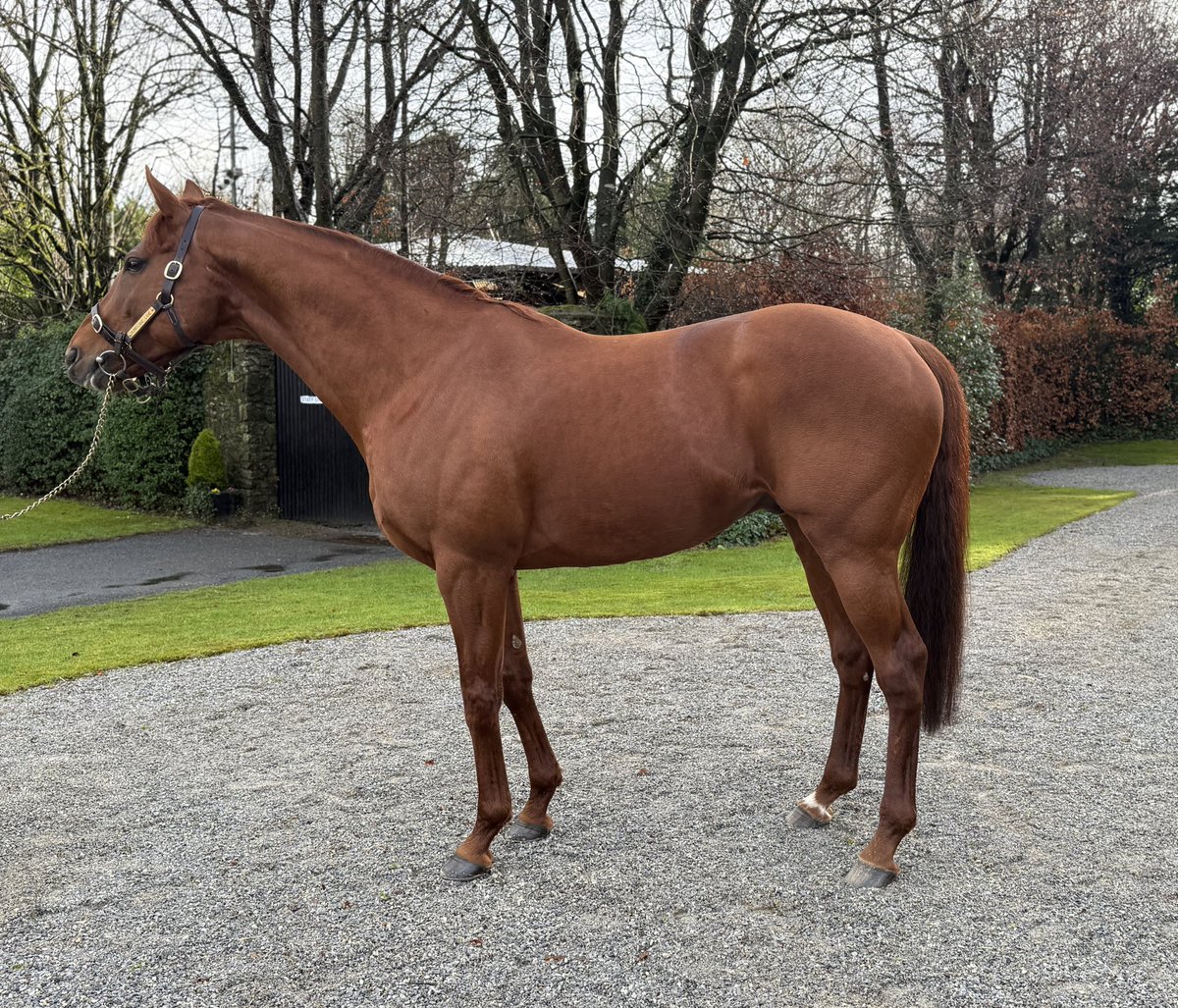 Mel Smith Bloodstock tweet media