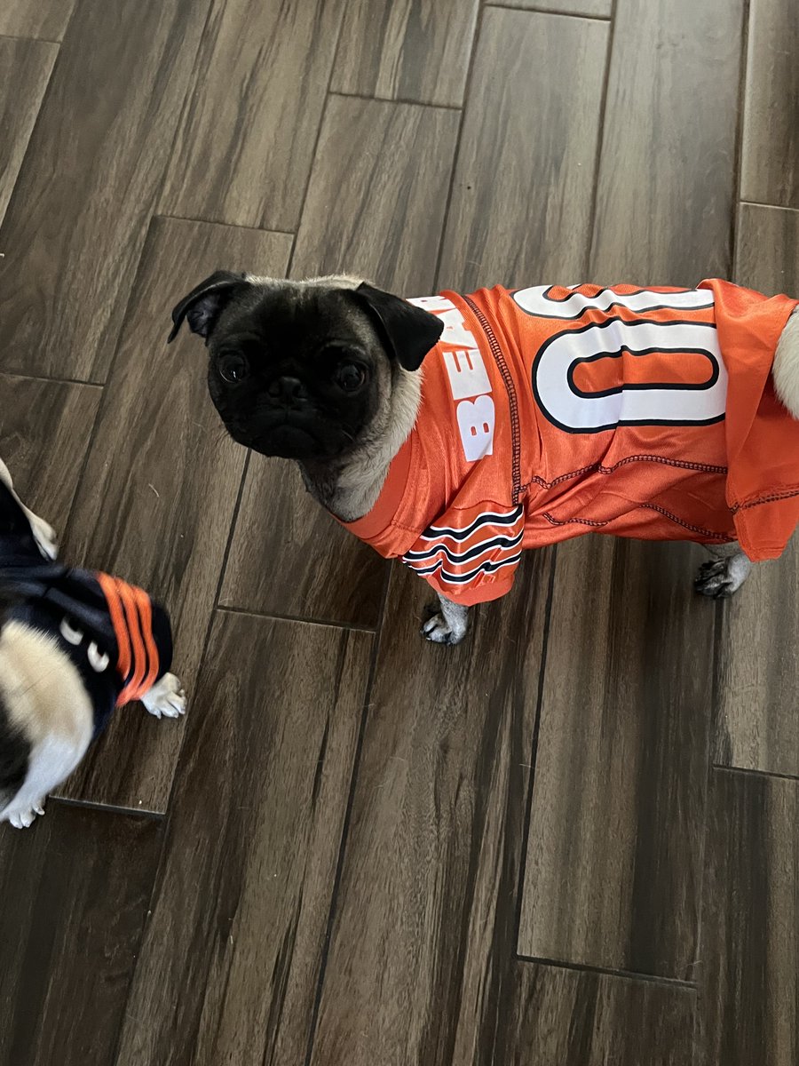 MarkKrockover's tweet photo. Almost time ... #GameDay #BearDown #BeatLA #BeattheRams #BeatLosAngeles #SoldierField #NFL #NFLPlayoffs #nflredzone #Chicago #Dog #Pug #PugsAndKisses #sundayvibes #sundaymotivation #SundayFunday @ChicagoBears @WatchMarquee https://t.co/p6j2jVNzms