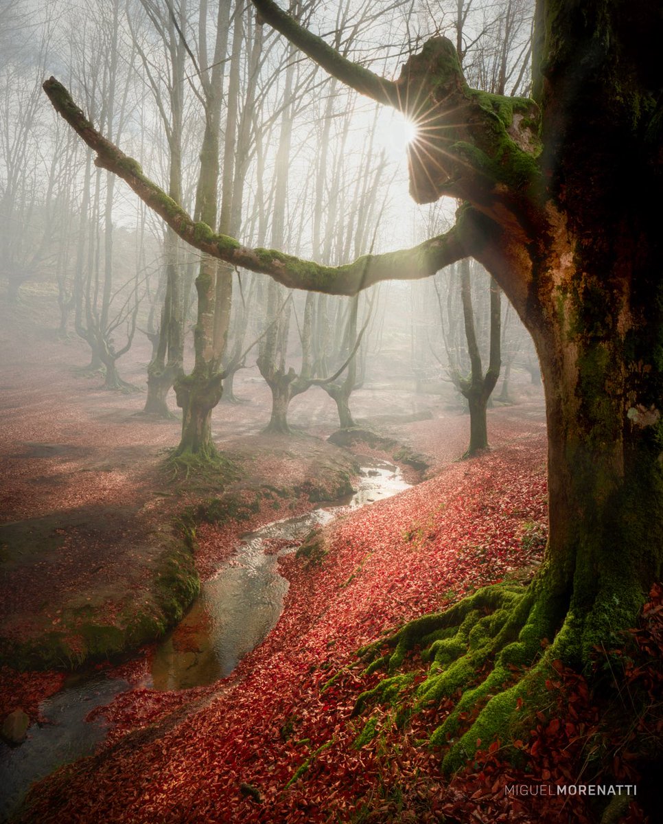El bosque encantado.
Estas Navidades estuve en este hayedo del País Vasco, donde los árboles parecen tener vida.