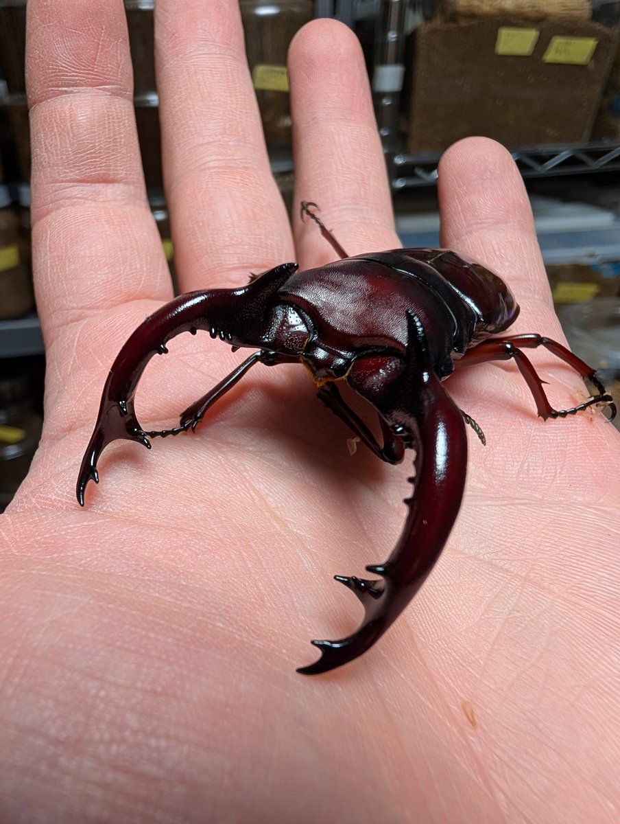 カブクワオタク カブクワオタク カブクワオタク カブトクワガタ【公式