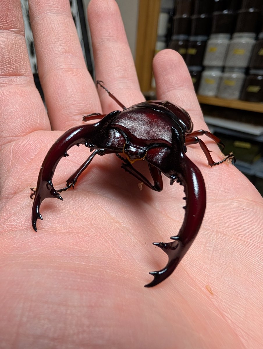 虫の兄ちゃん@兜鍬武蔵 (@anchan_kabukuwa) / Posts / X