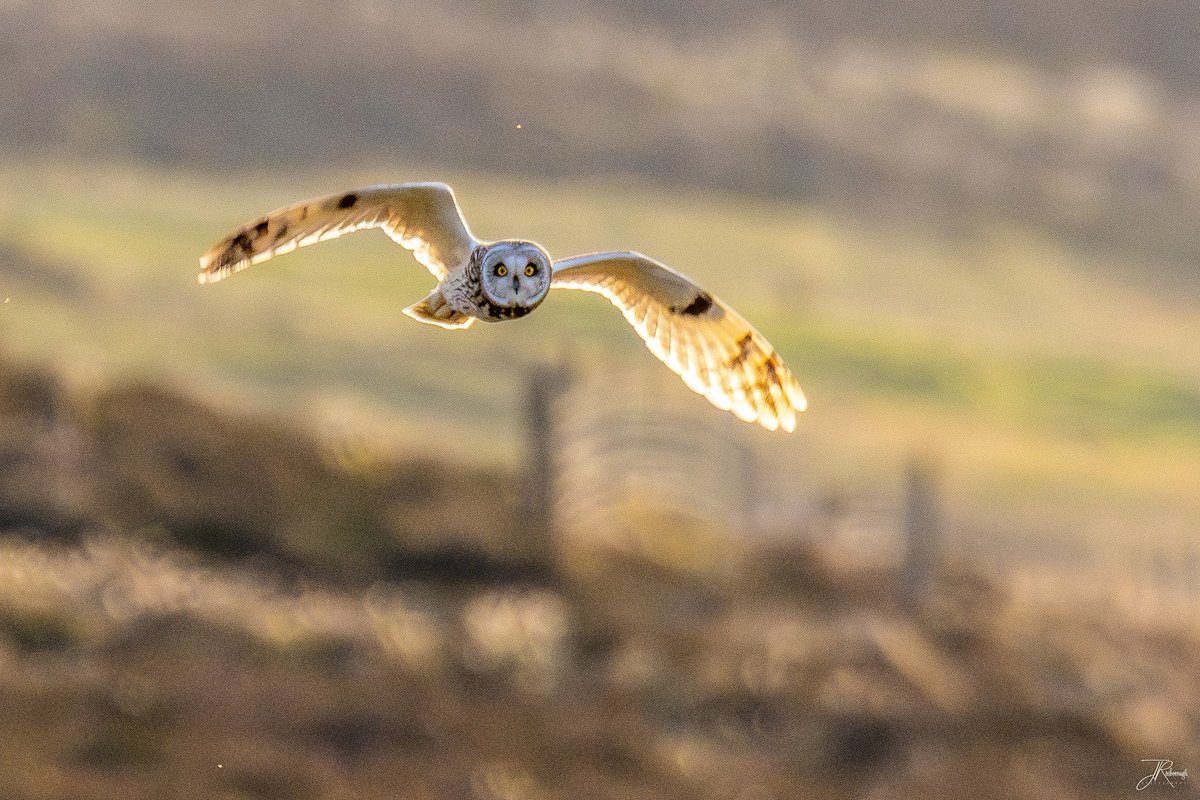 Jonathan Rosborough Photography tweet media