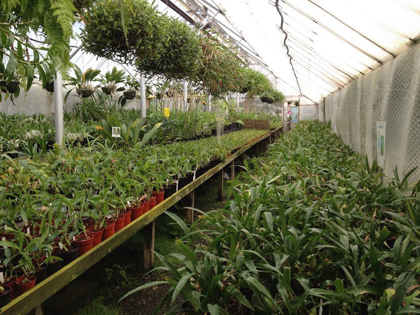 pask_steve's tweet photo. Thank you Sara from Burnham Nurseries for your virtual tour of your greenhouses, it was really informative Our members at today’s meeting enjoyed seeing the array of orchids that you propagate from seed, how you grow and offer for sale online and at orchid shows @burnhamorchids https://t.co/tPjCFmRpxP