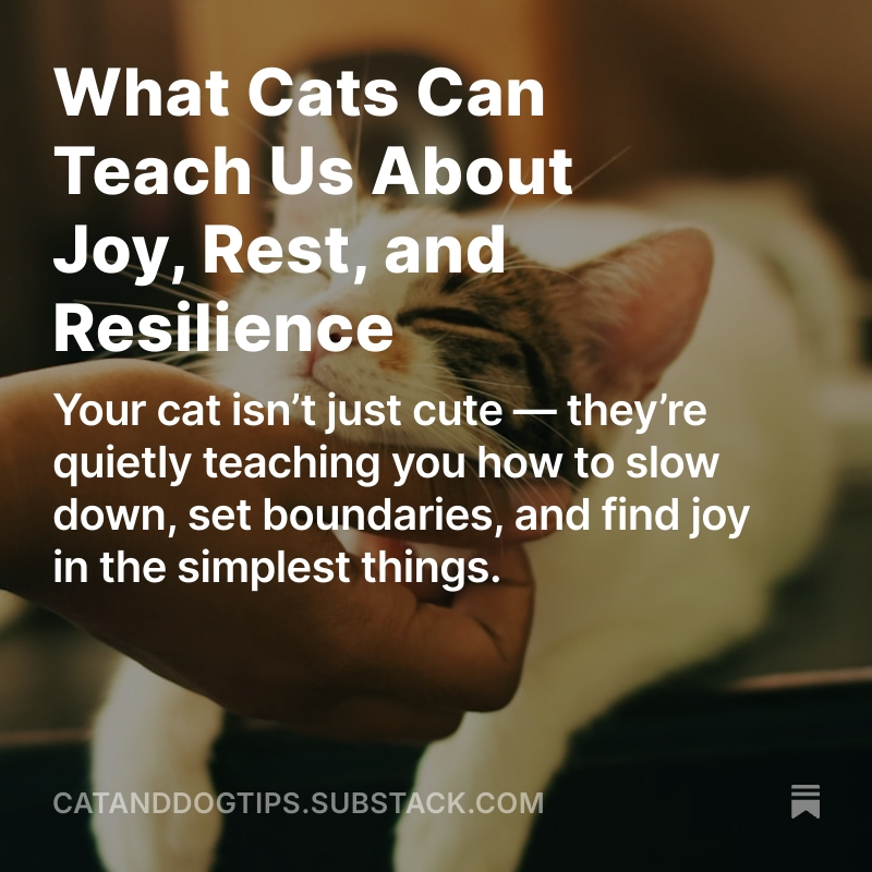 CatsAndDogsTips's tweet image. 10 interesting life lessons from our feline companions that can genuinely make you a calmer, happier, and more self-aware human #Cats #Catlovers #Catslover #LifeLessons medium.com/@CatsAndDogsTi…