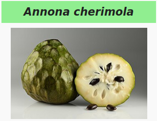 Annona Cherimola.. ça ferait un beau nom pour une personne