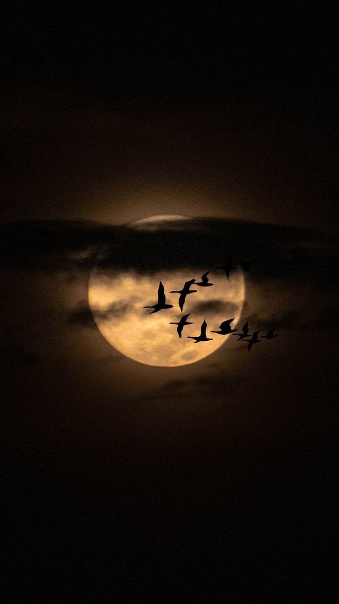sinan63offciall's tweet photo. "Gece, suskunlugunu serer şehrin omzuna,
Saatler yorgun, düşünceler uykusuz.
Bir pencere aralığında  kalır insan,
Ne tam karanlıkta, ne de aydınlıkta.."🌕🌑 https://t.co/pKHNqP91FA