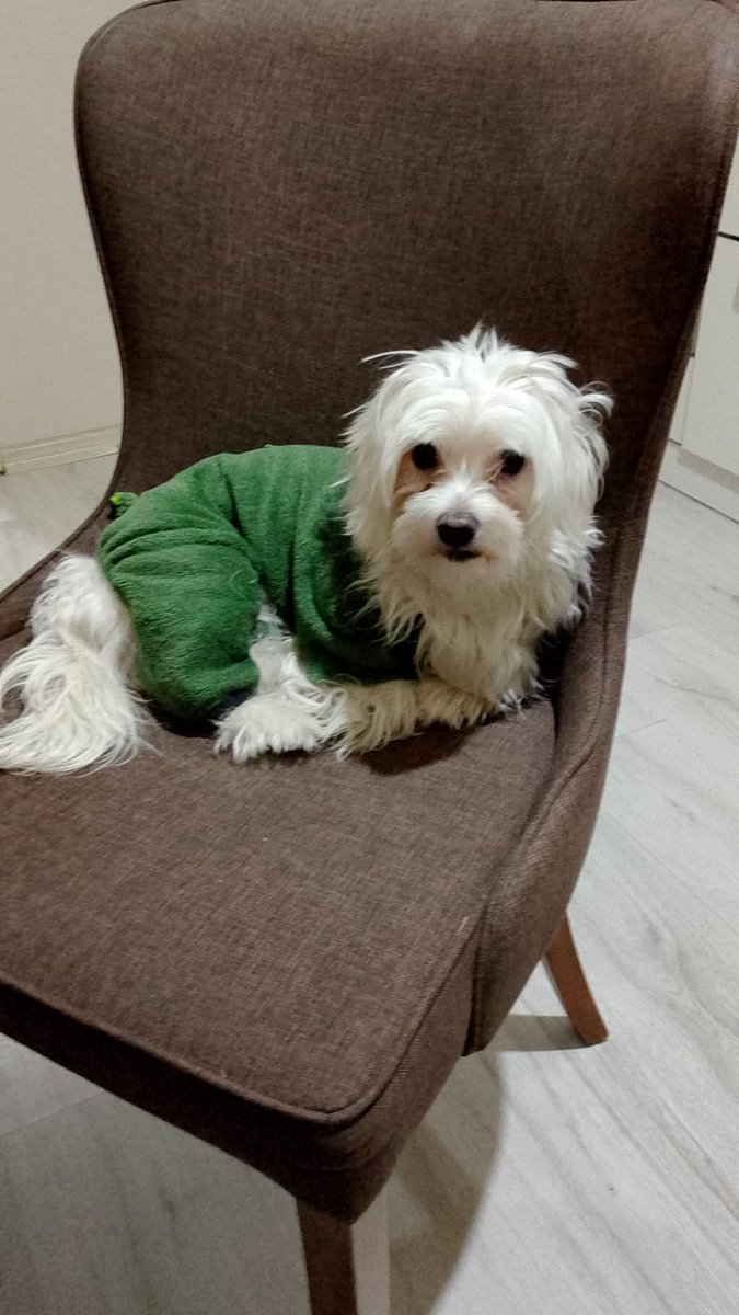 ANKARA ACİL YUVA ARIYORUM. 3 YAŞINDA ERKEK KISIR DEĞİL. TUVALET EĞİTİMİ ( DIŞARIYA ÇIKARILINCA EVE YAPMIYORMUŞ) BU CANA ÖMÜRLÜK YUVA ARIYORUM. KOMUT BİLİYORMUŞ. BU CANIN ARTIK BİR DÜZENİ ONLA İLGİLENENİ OLSUN. 💔 
İletişim: 0541 624 74 10