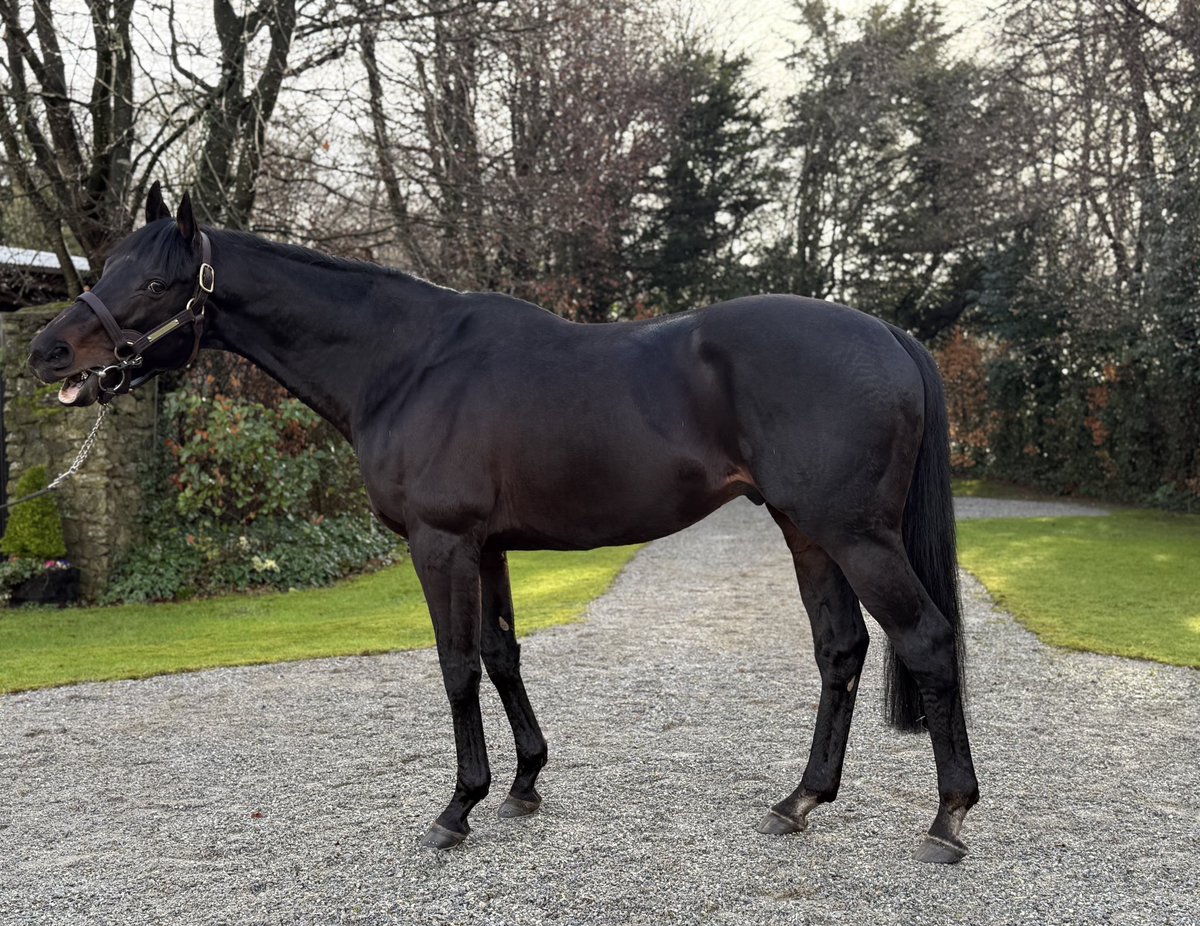 Mel Smith Bloodstock tweet media