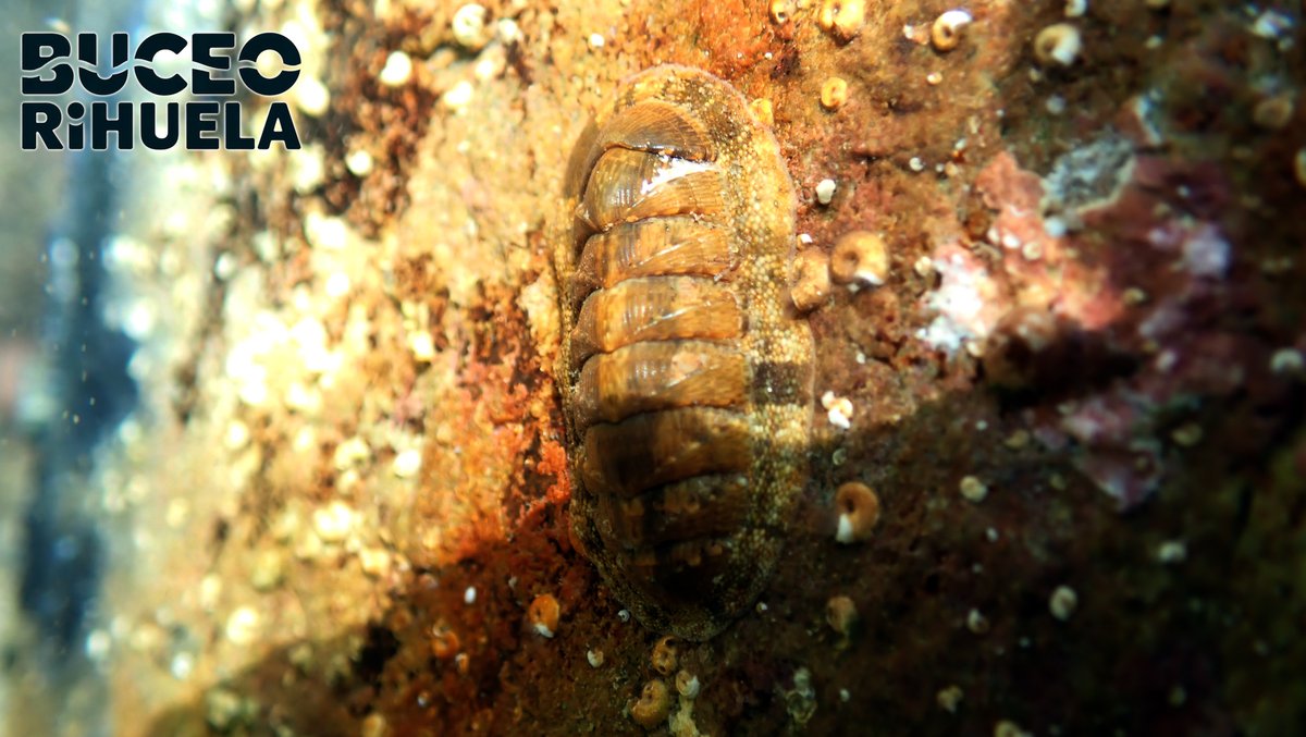 BuceoOrihuela's tweet photo. El Chitón Verde (Chiton olivaceus) es un animal asombroso, a pesar de ser llamado cucaracha de mar.
Es un molusco cuya concha se compone de ocho piezas dispuestas como una un tejado cual armadura se tratase.

#chiton #fotosub #buceo #submarinismo #scuba #mediterraneo #Orihuela https://t.co/tL8druIOr8