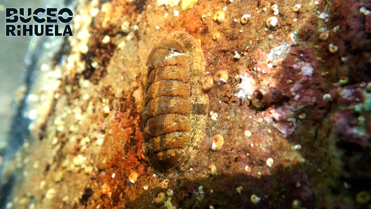 BuceoOrihuela's tweet photo. El Chitón Verde (Chiton olivaceus) es un animal asombroso, a pesar de ser llamado cucaracha de mar.
Es un molusco cuya concha se compone de ocho piezas dispuestas como una un tejado cual armadura se tratase.

#chiton #fotosub #buceo #submarinismo #scuba #mediterraneo #Orihuela https://t.co/tL8druIOr8