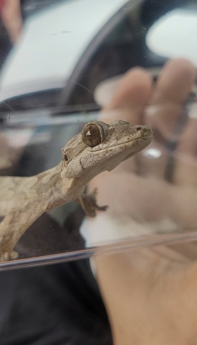 Limguisa ardida tweet media