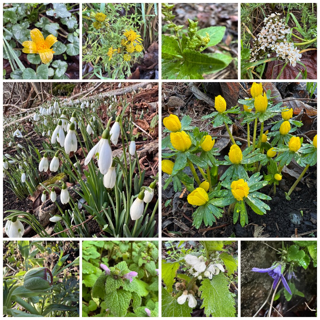 TheJemster's tweet image. A rather sodden #thewinter10 in N. Wilts. for this week's #wildflowerhour: Lesser Celandine, Common Ragwort, Dog Mercury, Yarrow, Snowdrop, Winter Aconite, Stinking Hellebore, Red &amp;amp; White Dead-nettles &amp;amp; Trailing Bellflower. @WiltsWildlife @BSBIbotany @wildflower_hour