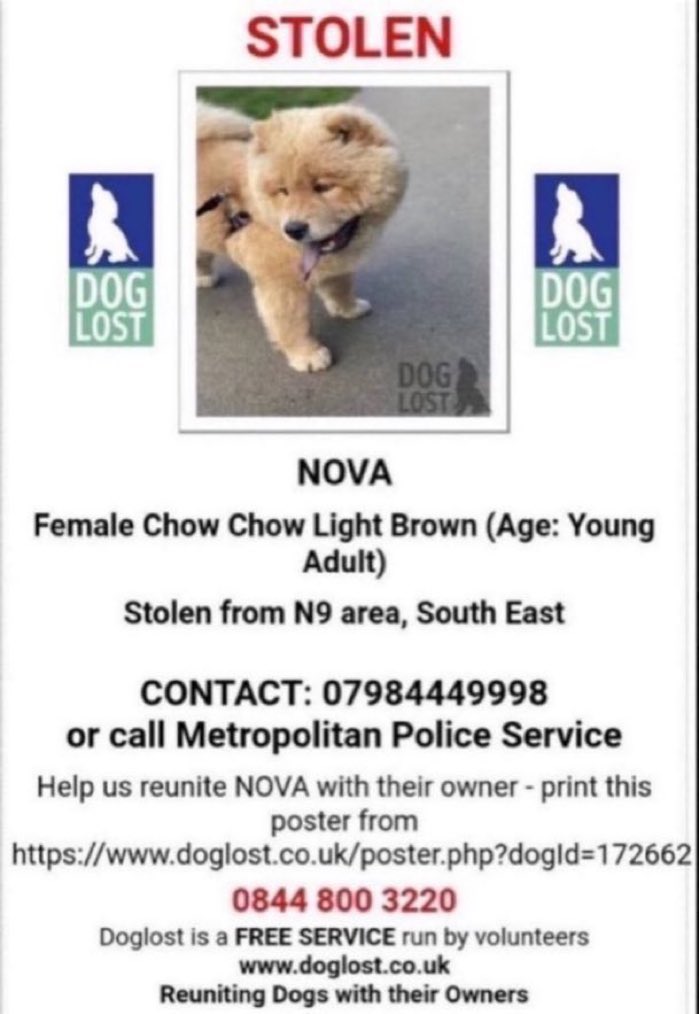 LisaClareRead2's tweet image. Please RT and help find NOVA 🙏💕🐾 She was stolen on 12 January 2022 from  #Edmonton #NorthLondon #N9 
Please help get this girl home where she belongs. 
Thank you 🙏💕🐾 #stolendoghour #ChowChow