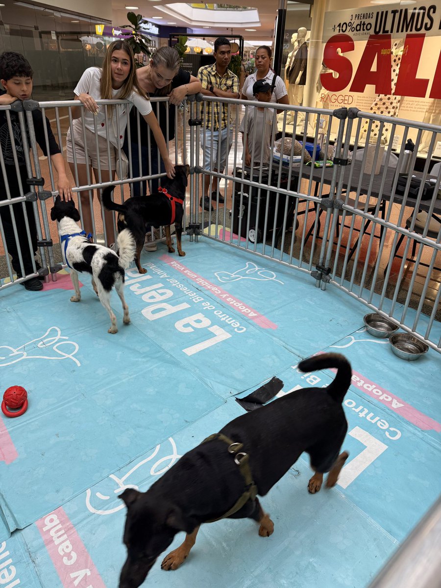 NoMeBusque1's tweet image. En Unicentro Medellín están adoptando perritos

Hoy no han adoptado a ninguno por si a alguien le interesa 🥹🥰