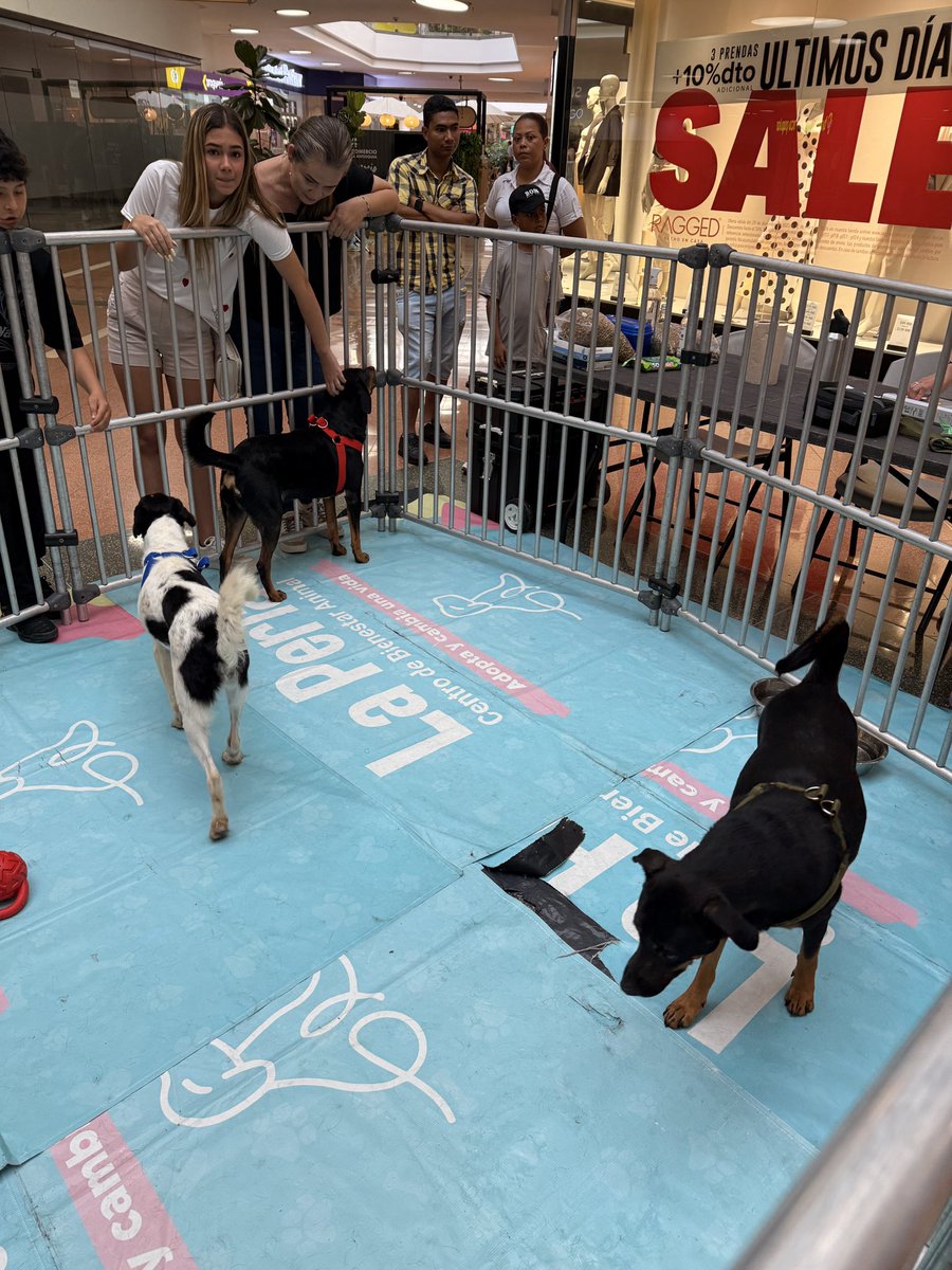 NoMeBusque1's tweet image. En Unicentro Medellín están adoptando perritos

Hoy no han adoptado a ninguno por si a alguien le interesa 🥹🥰