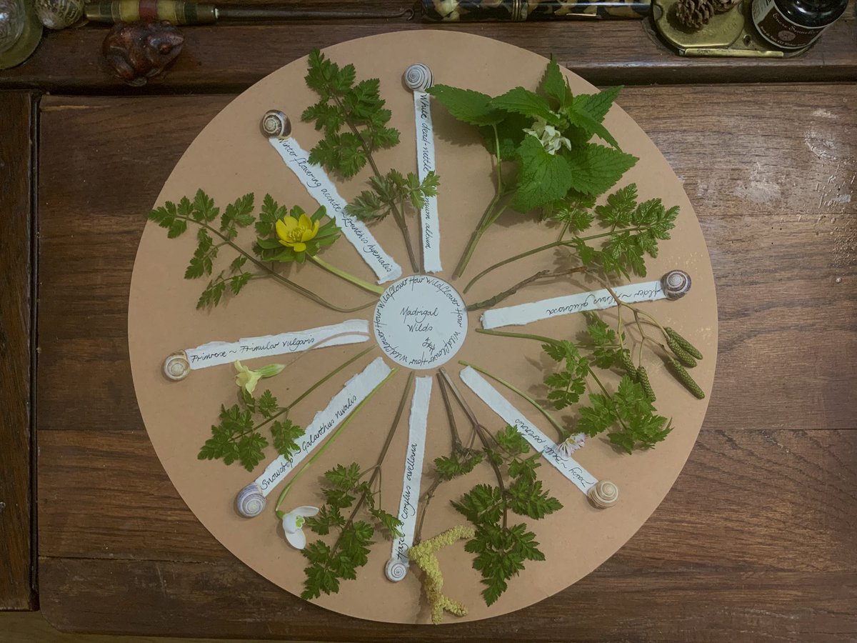 clothofnature's tweet image. Wandering our heartland I gathered a small constellation: snowdrop, primrose, daisy, aconite, dead-nettle, hazel, alder, cow parsley. Arranged in a circle, they formed a medicine wheel — not of knowing, but of noticing. Small wonders, gathered by noticing. #WildflowerHour