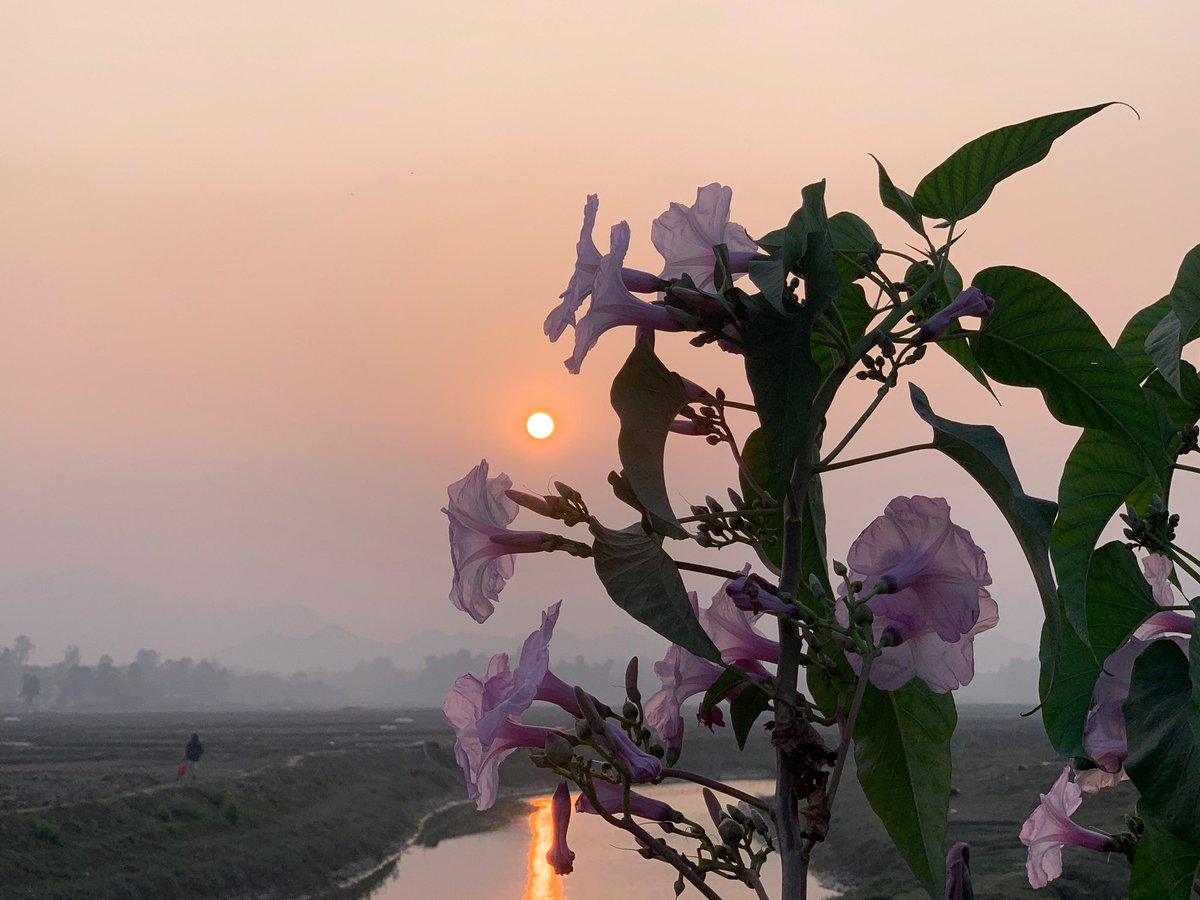 JFR_Rohingya's tweet photo. The most beautiful sunset view! 

#NatureBeauty #SunsetView #CampLifePhotography #NaturePhotography

📸 Photo: Rahmat Ullah https://t.co/ZNw4p6DUX4