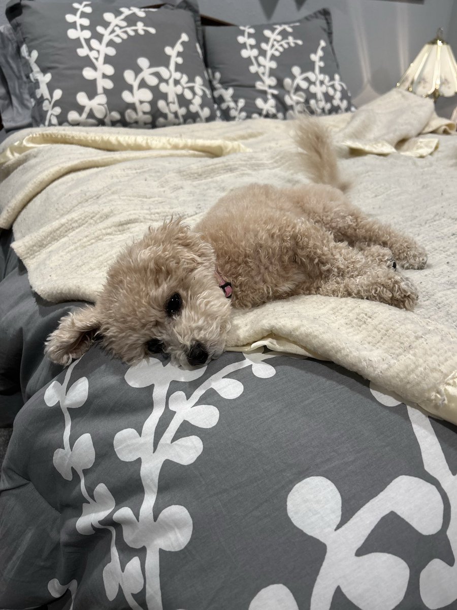 Rustin Nelson tweet media