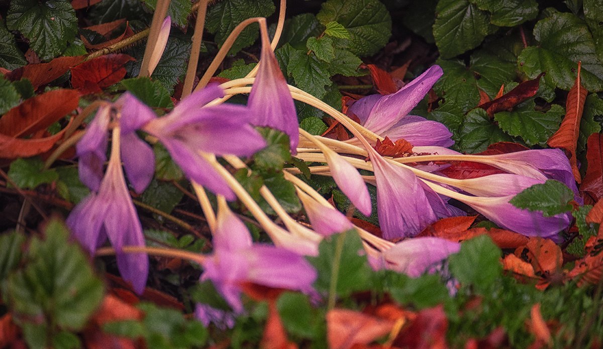 Sam_Alexandra23's tweet image. Good day Gang!  Today's photo challenge is #Nature in #transition or affected by the #elements of nature (weather, hostile invasion, erosion). Have a peaceful Sunday and keep your camera handy. #Photography 📸😊