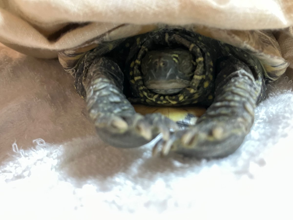 亀さん 亀さん別居 (@ylGBDXxEch64994) / Posts / X