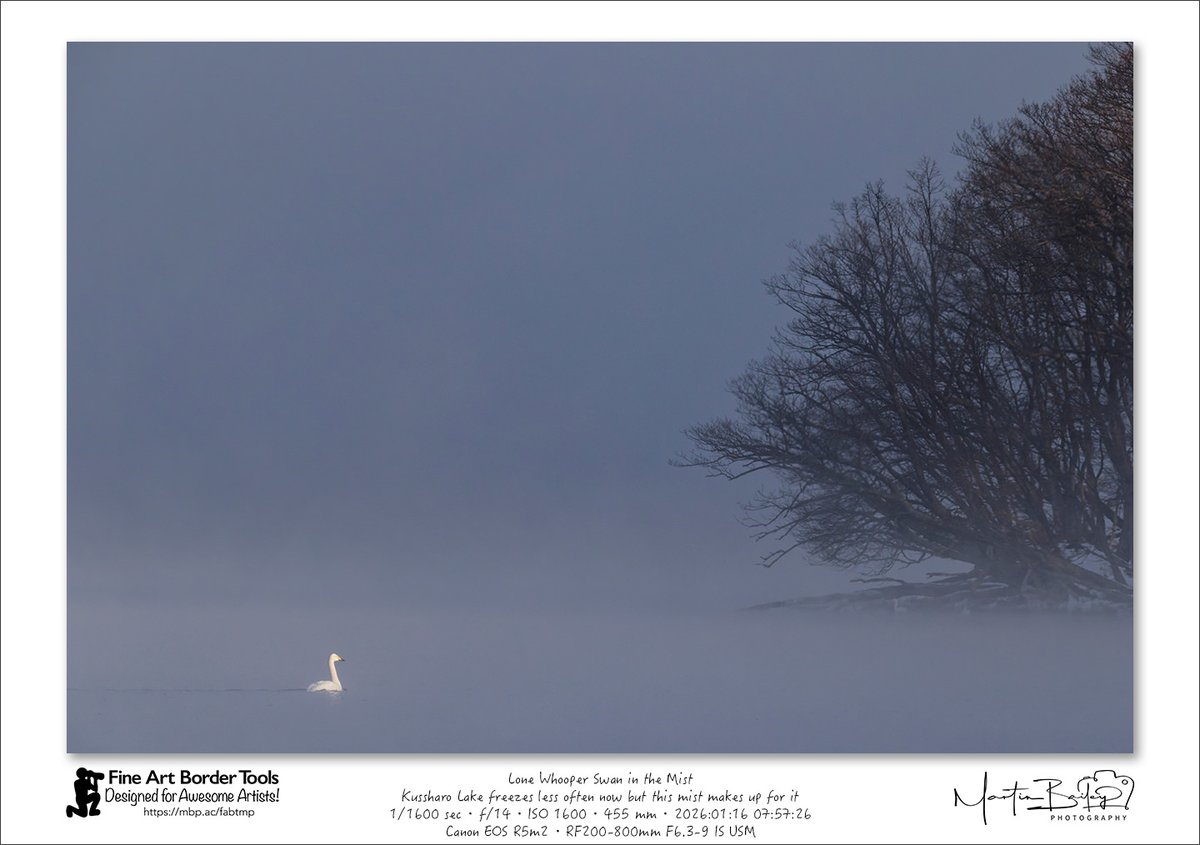 MartinBailey's tweet photo. Lone Whooper Swan in the Mist - Kussharo Lake freezes less often now, but a mist like this makes up for it when it happens. #Hokkaido #KussharoLake #Sunayu #Japan #Wildlife https://t.co/GlhR4KG3nv