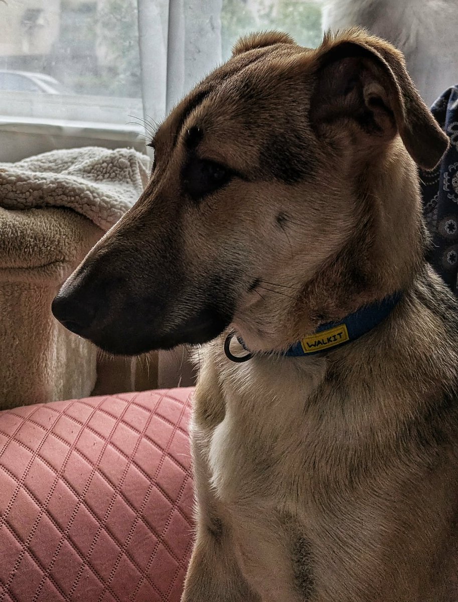 MissingPetsGB's tweet image. 🐕 Please share- GUS was lost today 18 January 2026 in #G32 area of #Glasgow His human fell &amp;amp; the two leads, a slip &amp;amp; a normal lead, slipped out of his hand, Gus was spooked, ran &amp;amp; disappeared. He is an 8 months old rescue, very scared dog. He is microchipped #stolendoghour