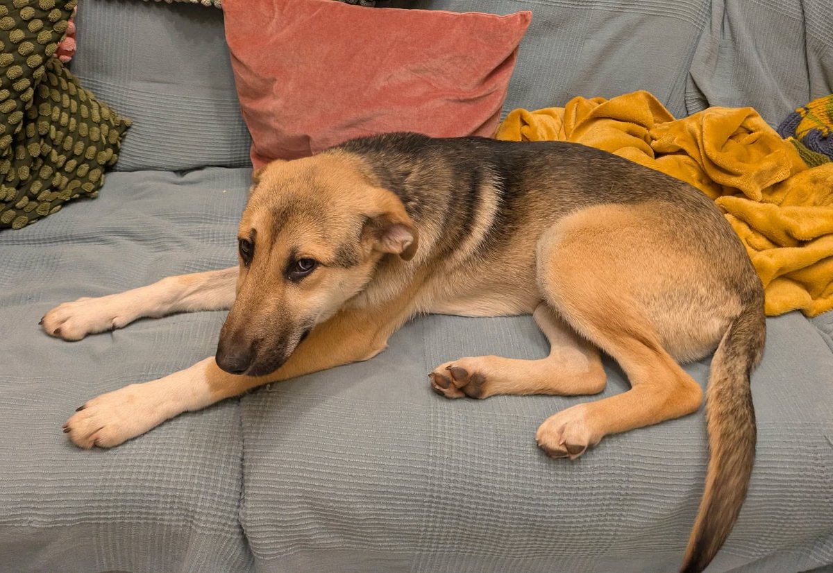 MissingPetsGB's tweet image. 🐕 Please share- GUS was lost today 18 January 2026 in #G32 area of #Glasgow His human fell &amp;amp; the two leads, a slip &amp;amp; a normal lead, slipped out of his hand, Gus was spooked, ran &amp;amp; disappeared. He is an 8 months old rescue, very scared dog. He is microchipped #stolendoghour