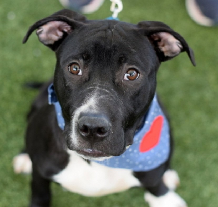 MorgFairsdogs's tweet image. Frosting Tex 244361
Listed TBK 1/20
#NYCACC #RescueOnly 
He is a baby, just 6 months old 
Has CIRDC 🚑
Friendly &amp;amp; loose out of kennel
Needs help with basic puppy manners 
Help save Frosting Tex! 
(This name is just odd 🙄)
nycacc.app/browse/244361
#Pledge4Rescue #foster #adopt