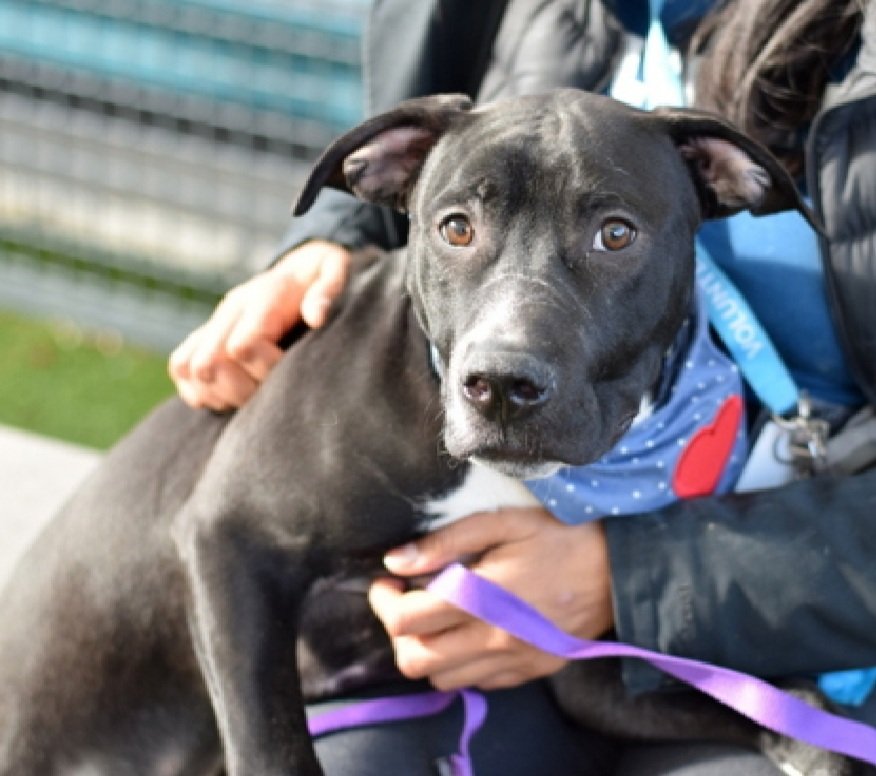 MorgFairsdogs's tweet image. Frosting Tex 244361
Listed TBK 1/20
#NYCACC #RescueOnly 
He is a baby, just 6 months old 
Has CIRDC 🚑
Friendly &amp;amp; loose out of kennel
Needs help with basic puppy manners 
Help save Frosting Tex! 
(This name is just odd 🙄)
nycacc.app/browse/244361
#Pledge4Rescue #foster #adopt