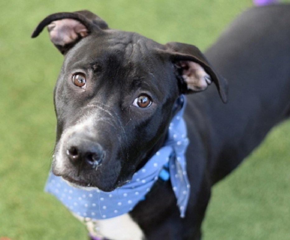 MorgFairsdogs's tweet image. Frosting Tex 244361
Listed TBK 1/20
#NYCACC #RescueOnly 
He is a baby, just 6 months old 
Has CIRDC 🚑
Friendly &amp;amp; loose out of kennel
Needs help with basic puppy manners 
Help save Frosting Tex! 
(This name is just odd 🙄)
nycacc.app/browse/244361
#Pledge4Rescue #foster #adopt