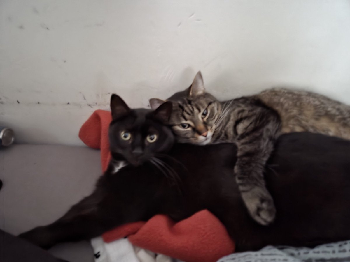 SimonJozo's tweet photo. Every day I come home to this https://t.co/7vOIILXTpk
