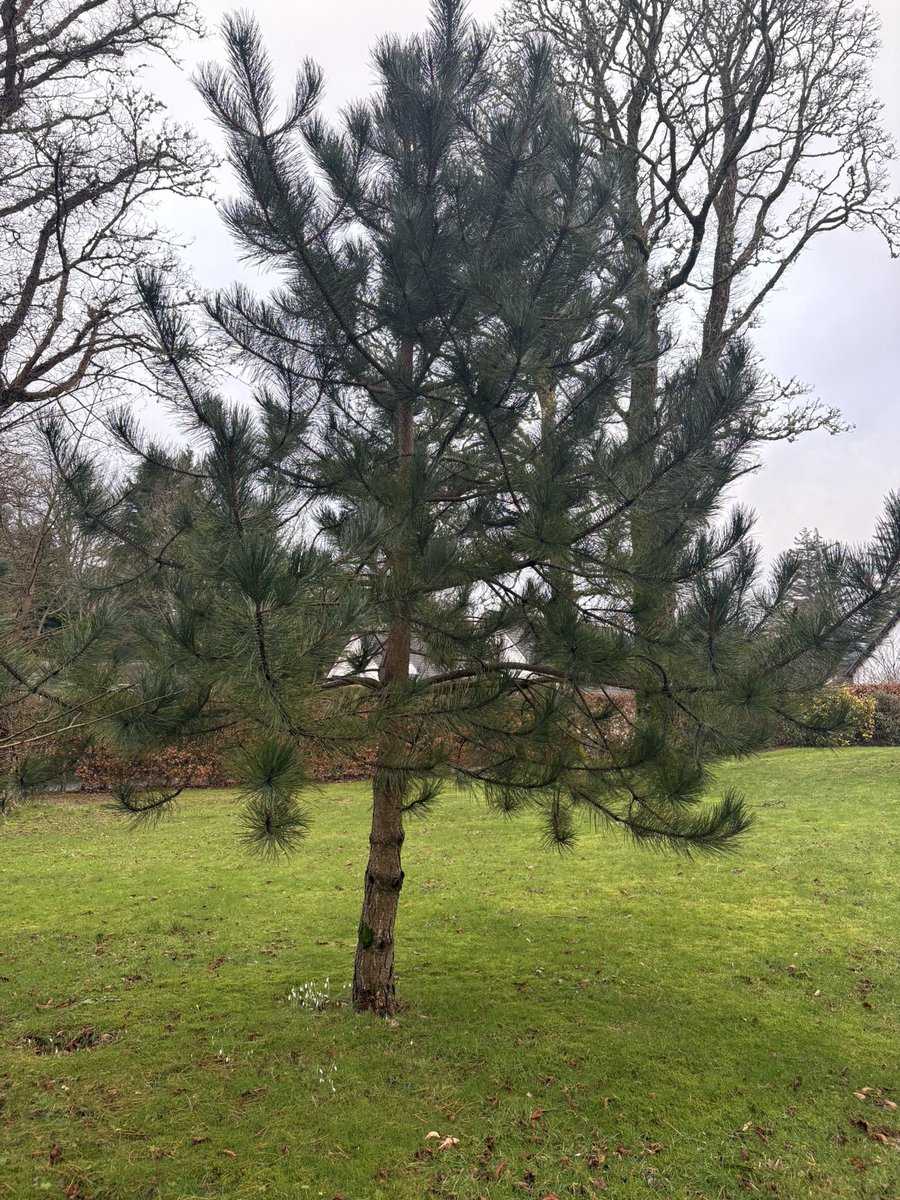 Goatfell missing from the Brodick Bay skyline this weekend but the snowdrops are blooming at our special trees 🥰