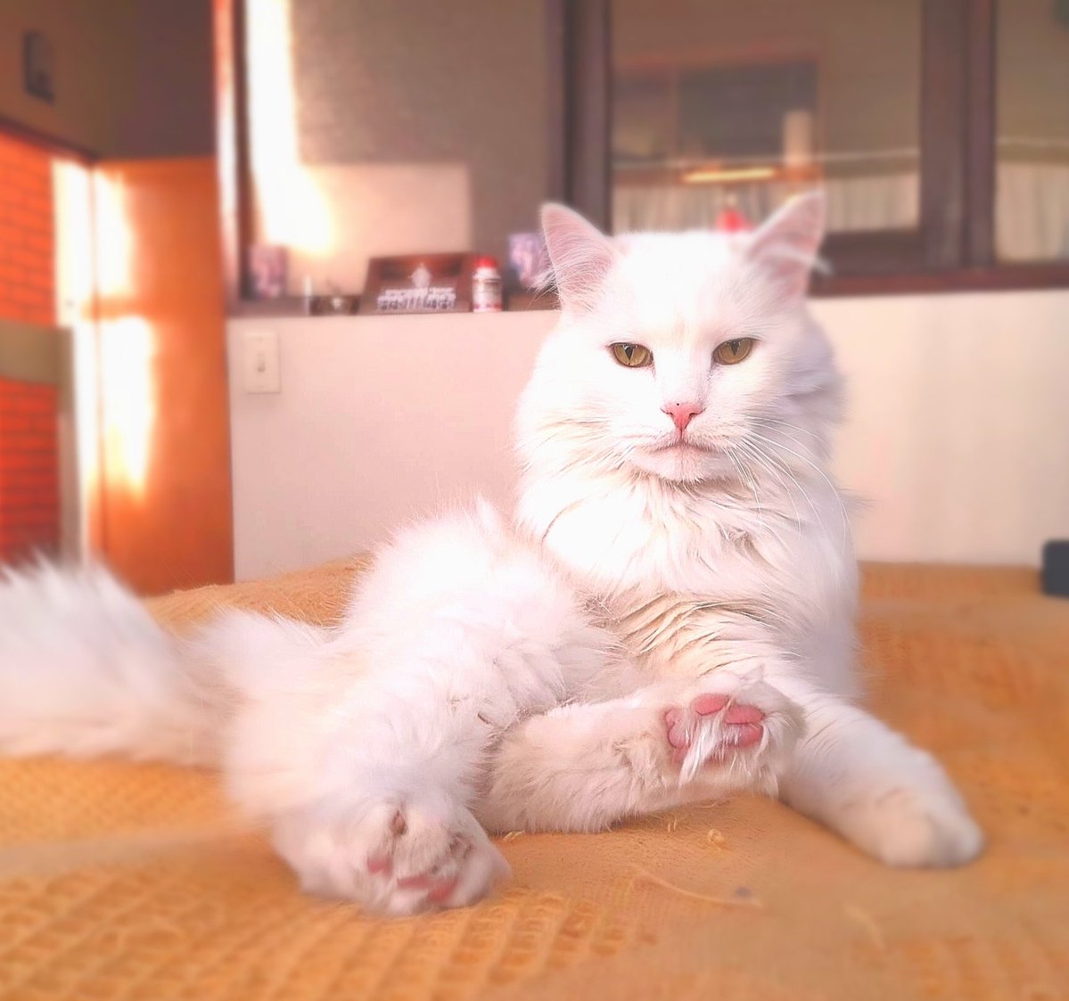 Brunito partió hoy al cielo después de acompañar nuestras vidas 18 años. En este último tiempo, al saberme delicado de salud, pasó todo el tiempo que pudo echado en mi hombro y sin querer alejarse. Era muy tierno y cariñoso, nos vamos a encontrar algún día 💙 <a href="/domitilapestana/">Domitila</a>