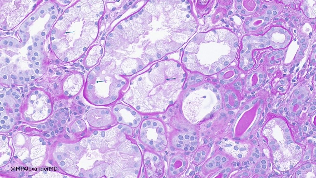 Priya Alexander, MD tweet media