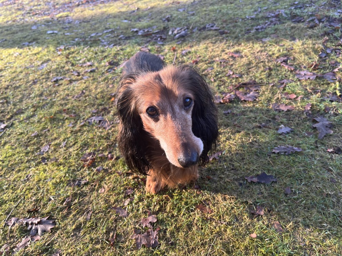 Qader Shafiq قادر شفيق Кадер Шафик tweet media