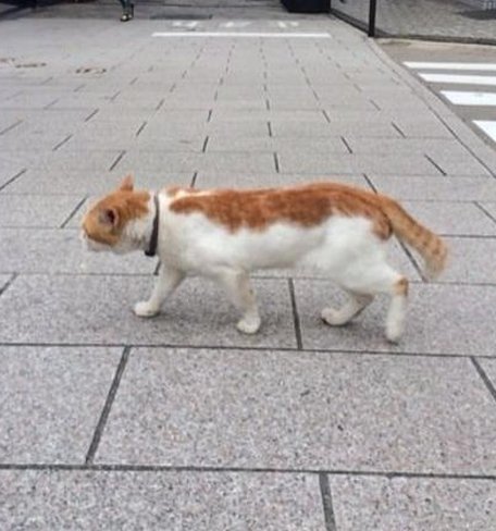 DjMicroIce's tweet image. どんよりだけど駅でデリバリー 😥