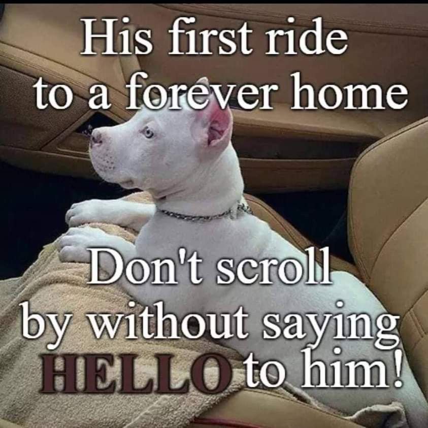 DogLovers03's tweet image. 